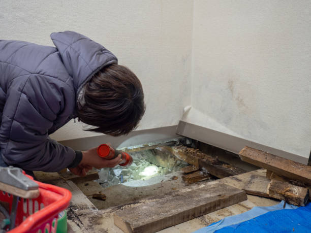 Professional Mold Removal in Kettering, MD