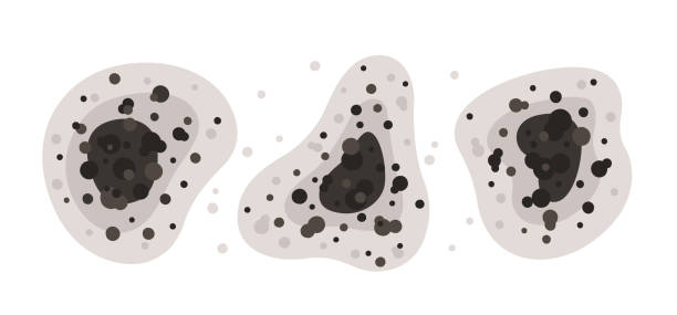 Best Mold Prevention Services  in Kettering, MD